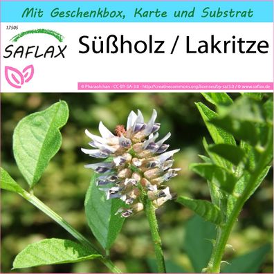 SAFLAX Geschenk Set - Süßholz / Lakritze - Glycyrrhiza - 30 Samen