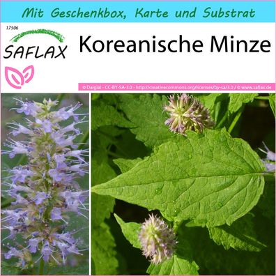 SAFLAX Geschenk Set - Koreanische Minze - Agastache - 1200 Samen