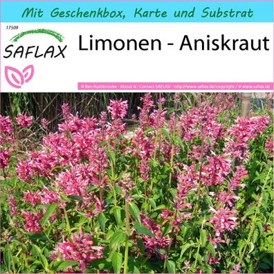 SAFLAX Geschenk Set - Limonen - Aniskraut - Agastache - 50 Samen