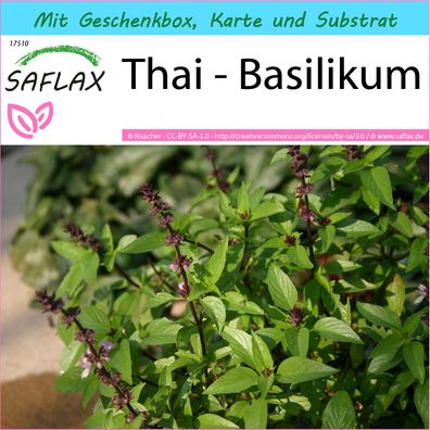 SAFLAX Geschenk Set - Thai - Basilikum - Ocimum - 200 Samen