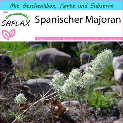 SAFLAX Geschenk Set - Spanischer Majoran - Thymus - 250 Samen