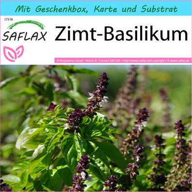 SAFLAX Geschenk Set - Zimt-Basilikum - Ocimum - 200 Samen