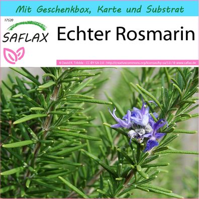 SAFLAX Geschenk Set - Echter Rosmarin - Rosmarinus - 100 Samen