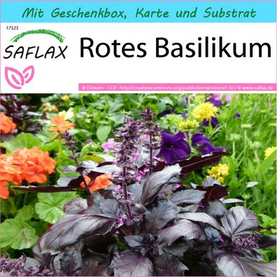 SAFLAX Geschenk Set - Rotes Basilikum - Ocimum - 200 Samen