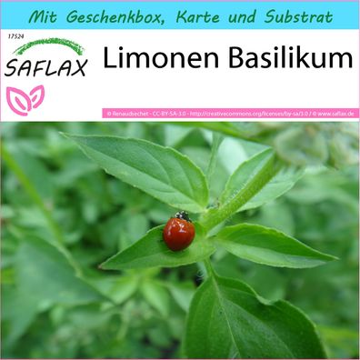 SAFLAX Geschenk Set - Limonen Basilikum - Ocimum - 200 Samen