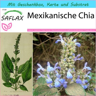 SAFLAX Geschenk Set - Mexikanische Chia - Salvia - 500 Samen