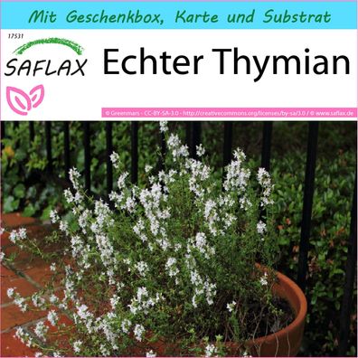 SAFLAX Geschenk Set - Echter Thymian - Thymus - 200 Samen