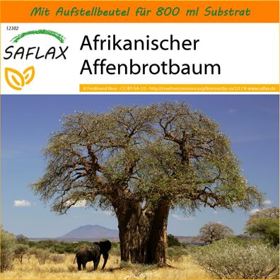 SAFLAX Garden in the Bag - Afrikanischer Affenbrotbaum - Adansonia - 6 Samen