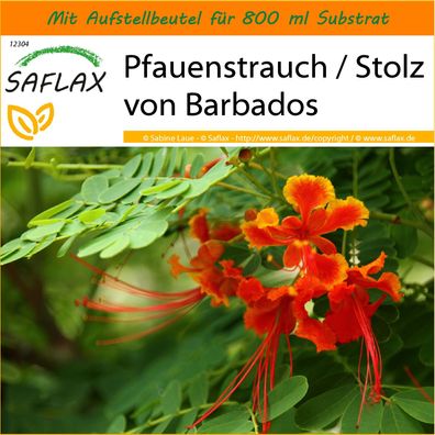 SAFLAX Garden in the Bag - Pfauenstrauch / Stolz von Barbados - Caesalpinia - 10 Same