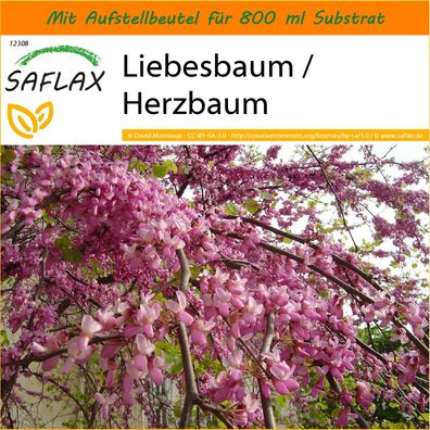 SAFLAX Garden in the Bag - Liebesbaum / Herzbaum - Cercis - 60 Samen