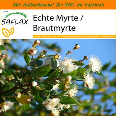 SAFLAX Garden in the Bag - Echte Myrte / Brautmyrte - Myrtus - 30 Samen