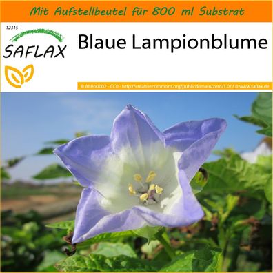 SAFLAX Garden in the Bag - Blaue Lampionblume - Nicandra - 100 Samen