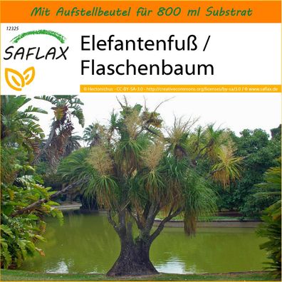 SAFLAX Garden in the Bag - Elefantenfuß / Flaschenbaum - Beaucarnea - 10 Samen