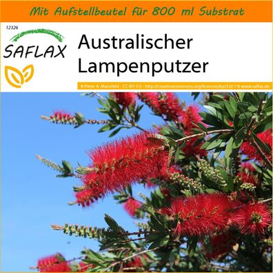 SAFLAX Garden in the Bag - Australischer Lampenputzer - Callistemon - 400 Samen