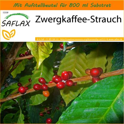 SAFLAX Garden in the Bag - Zwergkaffee-Strauch - Coffea - 8 Samen