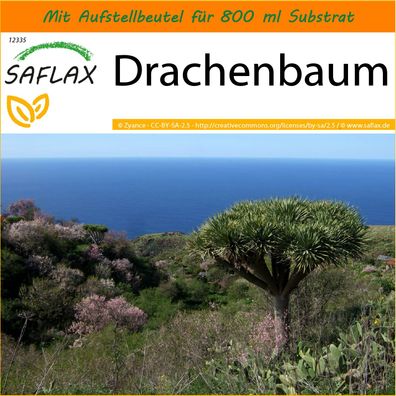SAFLAX Garden in the Bag - Drachenbaum - Dracaena - 5 Samen