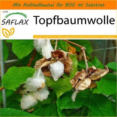 SAFLAX Garden in the Bag - Topfbaumwolle - Gossypium - 12 Samen