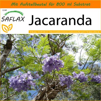 SAFLAX Garden in the Bag - Jacaranda - Jacaranda - 50 Samen
