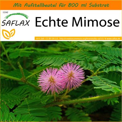 SAFLAX Garden in the Bag - Echte Mimose - Mimosa - 70 Samen
