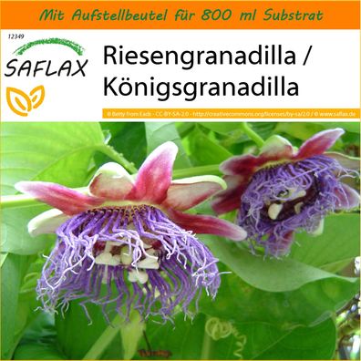 SAFLAX Garden in the Bag - Riesengranadilla / Königsgranadilla - Passiflora - 12 Same