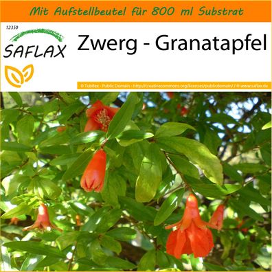 SAFLAX Garden in the Bag - Zwerg - Granatapfel - Punica - 50 Samen