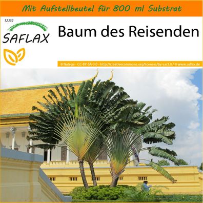 SAFLAX Garden in the Bag - Baum des Reisenden - Ravenala - 8 Samen