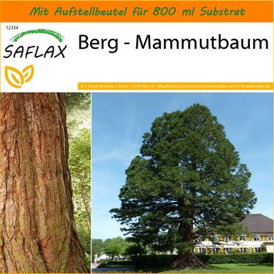 SAFLAX Garden in the Bag - Berg - Mammutbaum - Sequoiadendron - 50 Samen