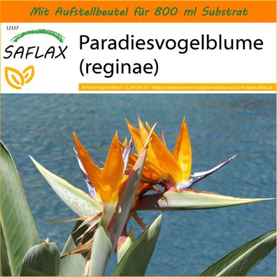 SAFLAX Garden in the Bag - Paradiesvogelblume (reginae) - Strelitzia - 5 Samen