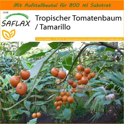 SAFLAX Garden in the Bag - Tropischer Tomatenbaum / Tamarillo - Cyphomandra - 50 Same