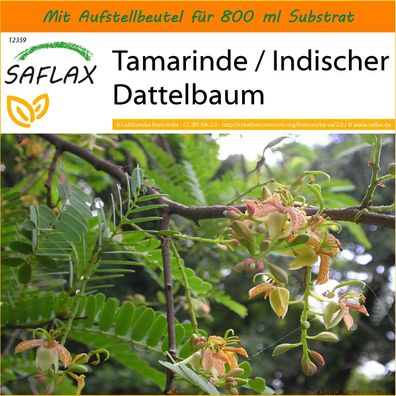 SAFLAX Garden in the Bag - Tamarinde / Indischer Dattelbaum - Tamarindus - 4 Samen