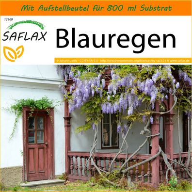 SAFLAX Garden in the Bag - Blauregen - Wisteria - 4 Samen