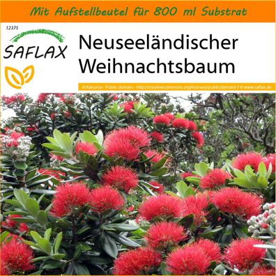SAFLAX Garden in the Bag - Neuseeländischer Weihnachtsbaum - Metrosideros - 300 Samen