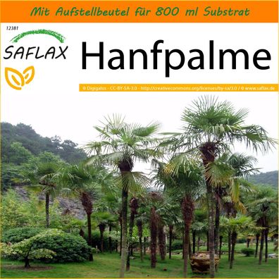 SAFLAX Garden in the Bag - Hanfpalme - Chamaerops - 10 Samen