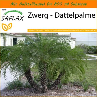 SAFLAX Garden in the Bag - Zwerg - Dattelpalme - Phoenix - 25 Samen