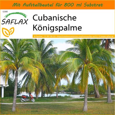 SAFLAX Garden in the Bag - Cubanische Königspalme - Roystonia - 8 Samen