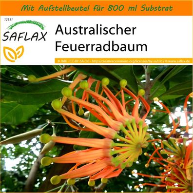 SAFLAX Garden in the Bag - Australischer Feuerradbaum - Stenocarpus - 20 Samen