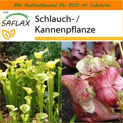 SAFLAX Garden in the Bag - Schlauch- / Kannenpflanze - Sarracenia - 10 Samen