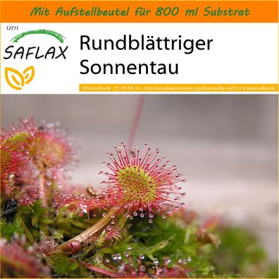 SAFLAX Garden in the Bag - Rundblättriger Sonnentau - Drosera - 50 Samen