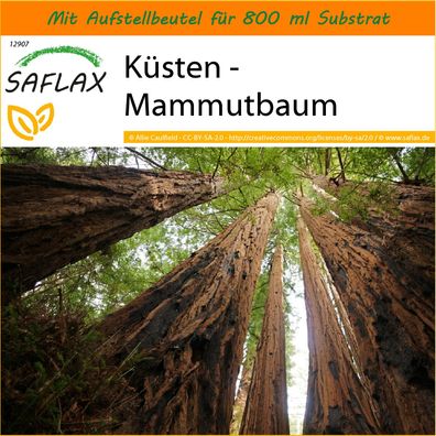 SAFLAX Garden in the Bag - Küsten - Mammutbaum - Sequoia - 50 Samen