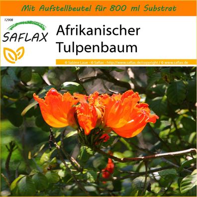 SAFLAX Garden in the Bag - Afrikanischer Tulpenbaum - Spathodea - 30 Samen