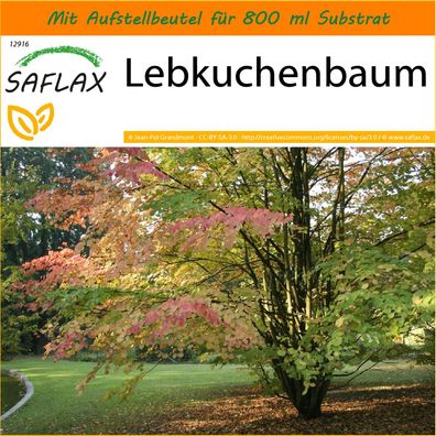 SAFLAX Garden in the Bag - Lebkuchenbaum - Cercidiphyllum - 200 Samen