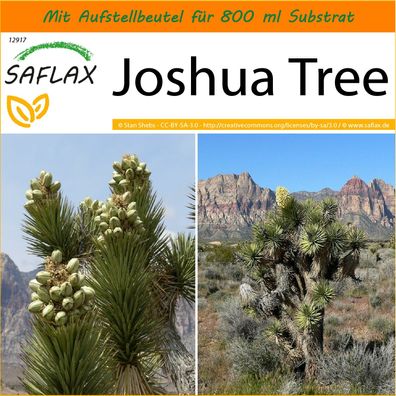 SAFLAX Garden in the Bag - Joshua Tree - Yucca - 10 Samen