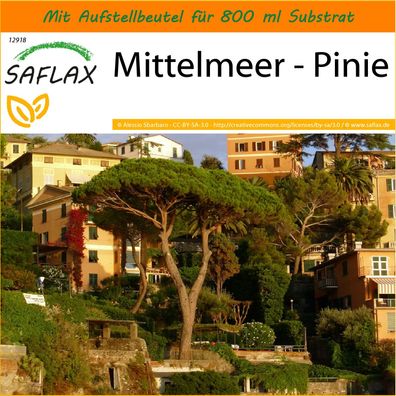 SAFLAX Garden in the Bag - Mittelmeer - Pinie - Pinus - 6 Samen