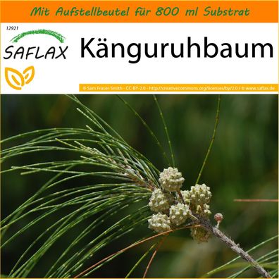 SAFLAX Garden in the Bag - Känguruhbaum - Casuarina - 200 Samen