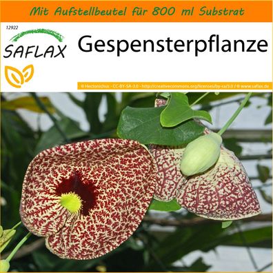 SAFLAX Garden in the Bag - Gespensterpflanze - Aristolochia - 80 Samen
