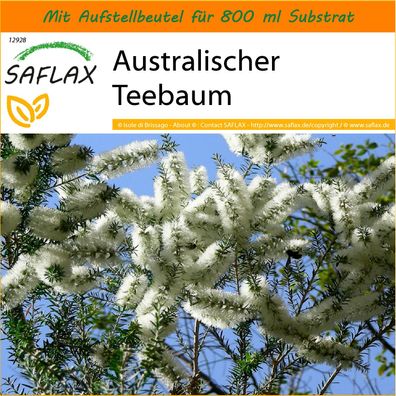 SAFLAX Garden in the Bag - Australischer Teebaum - Melaleuca - 400 Samen