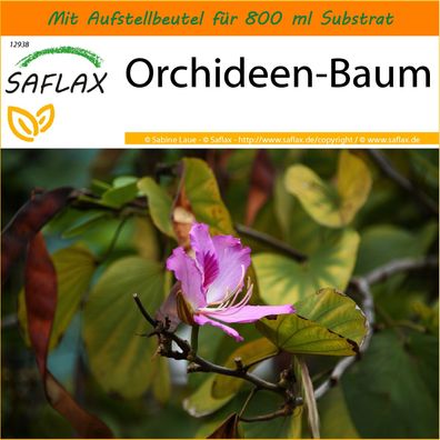 SAFLAX Garden in the Bag - Orchideen-Baum - Bauhinia - 8 Samen