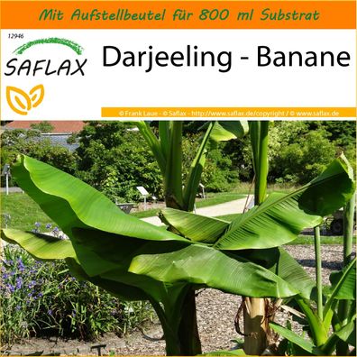 SAFLAX Garden in the Bag - Darjeeling - Banane - Musa - 5 Samen
