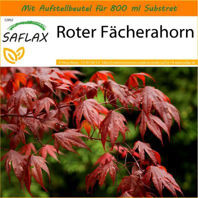 SAFLAX Garden in the Bag - Roter Fächerahorn - Acer - 20 Samen