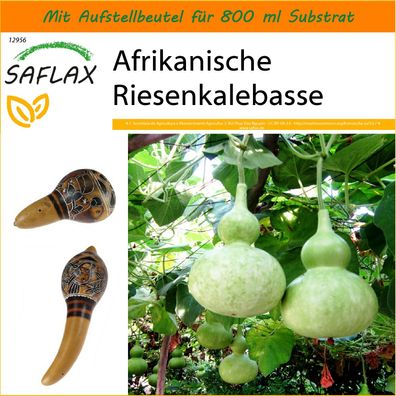 SAFLAX Garden in the Bag - Afrikanische Riesenkalebasse - Lagenaria - 15 Samen